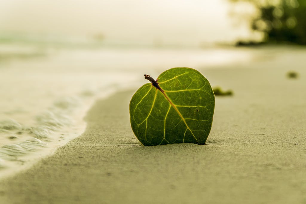 A green leaf rests on a tranquil sandy beach with ocean waves in the background.