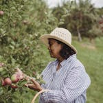 A woman in striped shirt harvesting apples in an orchard with a basket under a bright summer day.