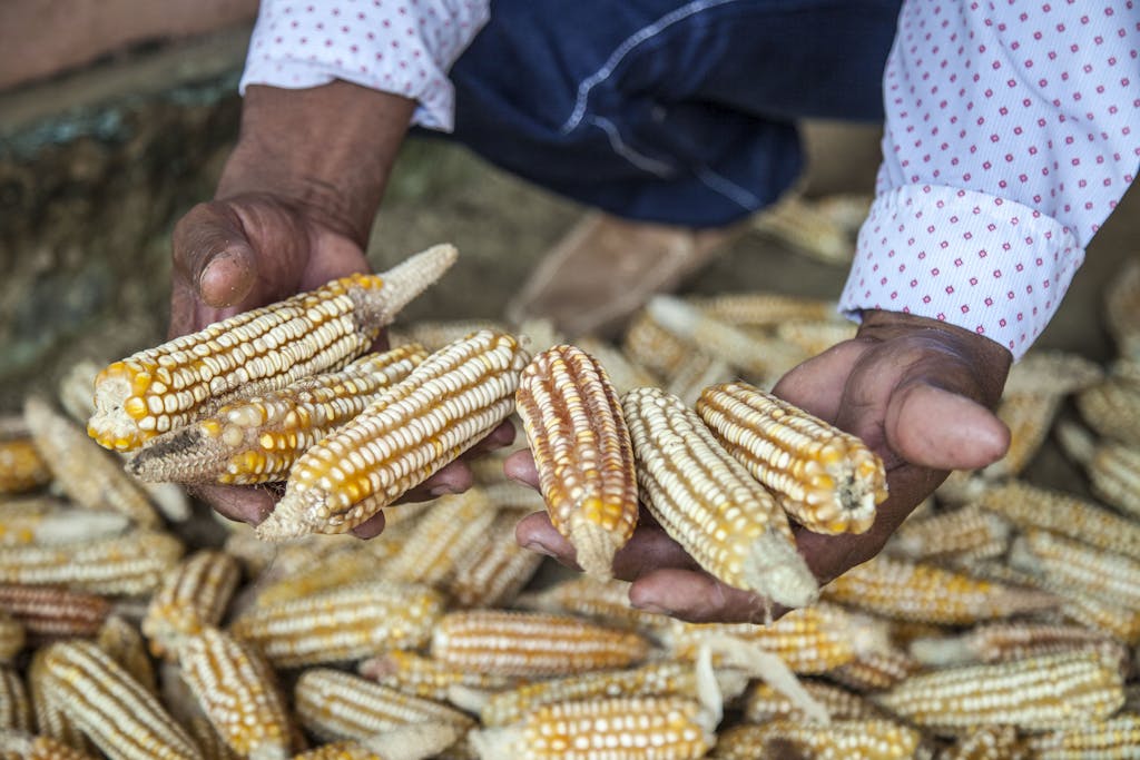 Man's hands holding freshly harvested corn cobs in Sucre, Colombia, illustrating agriculture.