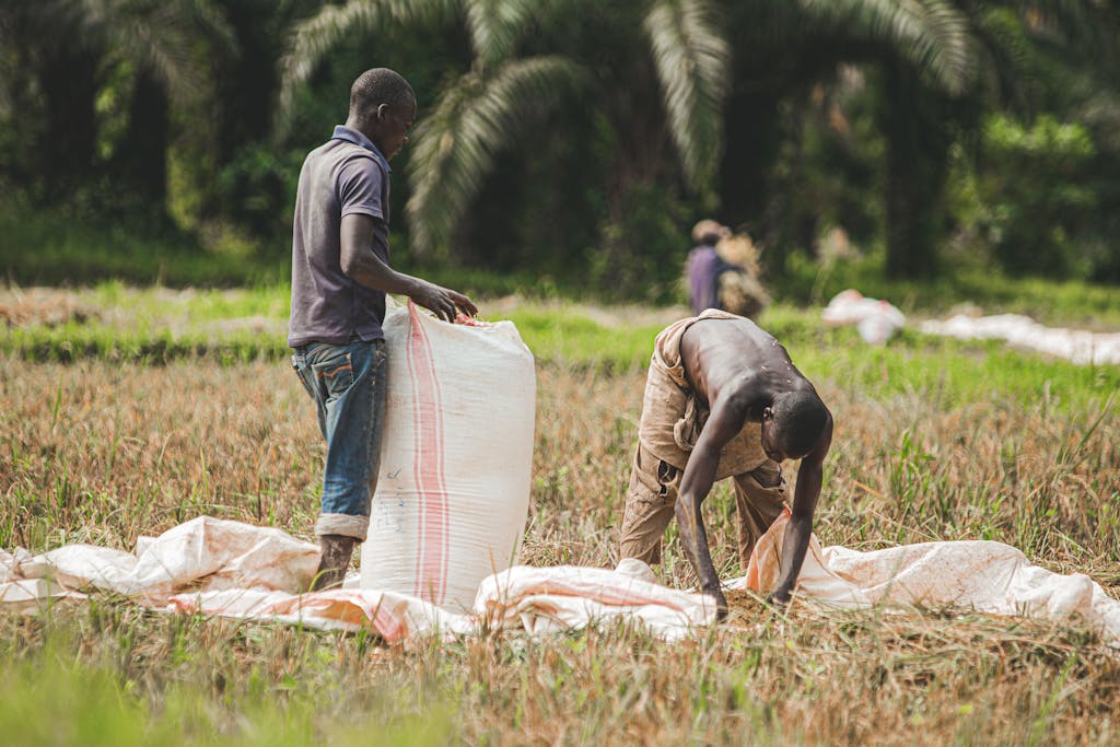 Two men working in a green field, handling sacks on a sunny day.
